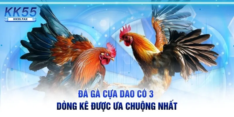 Đá gà cựa dao có 3 dòng kê được ưa chuộng nhất