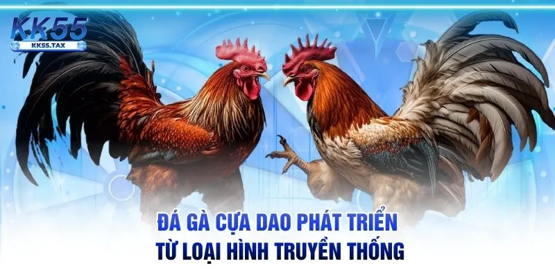 Đá gà cựa dao phát triển từ loại hình truyền thống