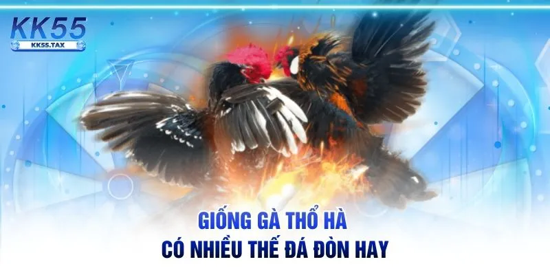 Giống nước ngoài không bền nên phải lai chọi thuần để đá gà đòn